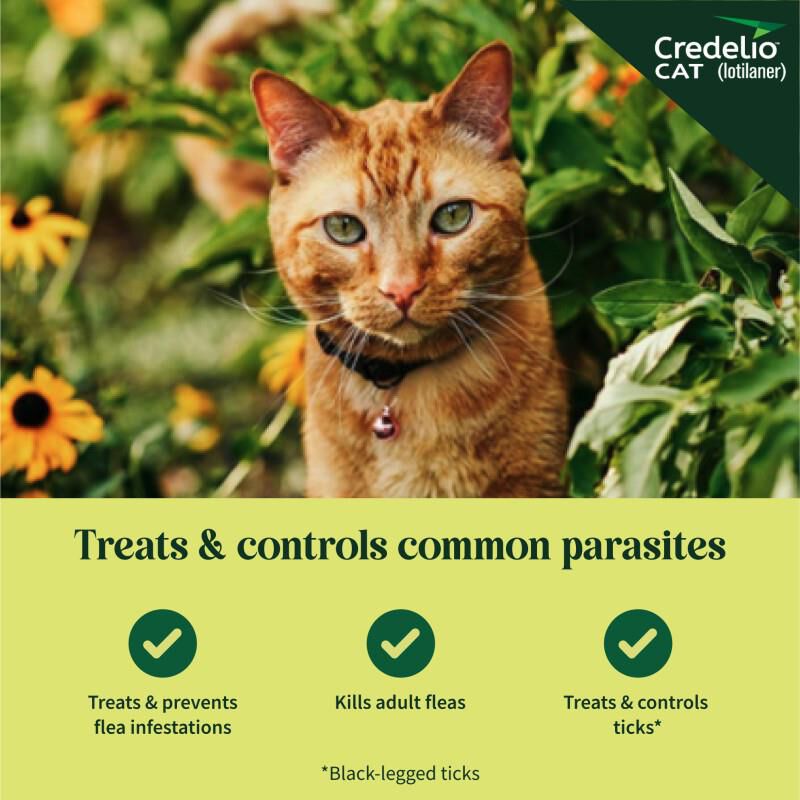 Credelio CAT Flea & Tick Chewable Tablets for Cats and Kittens 4.1-17.0 lbs (48 mg) Aqua, 6 Month Supply