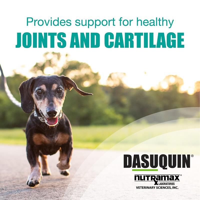 Dasuquin Soft Chews Small & Med Dogs under 60 lbs 84 Ct.