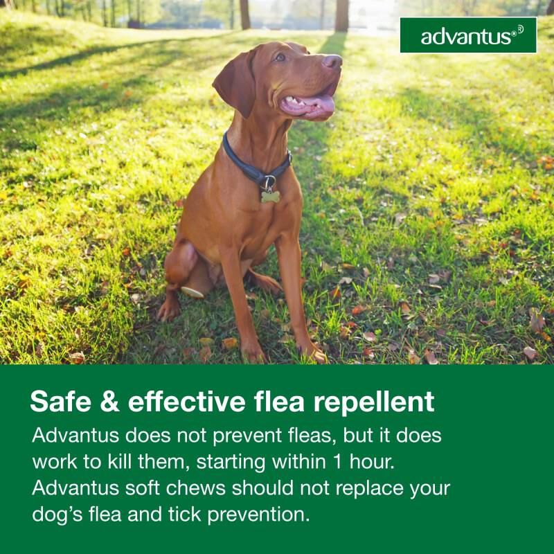 Advantus Oral Flea Treatment Soft Chews for Dogs, 7.5 mg for Small Dogs (4-22 lbs) 7 Ct.