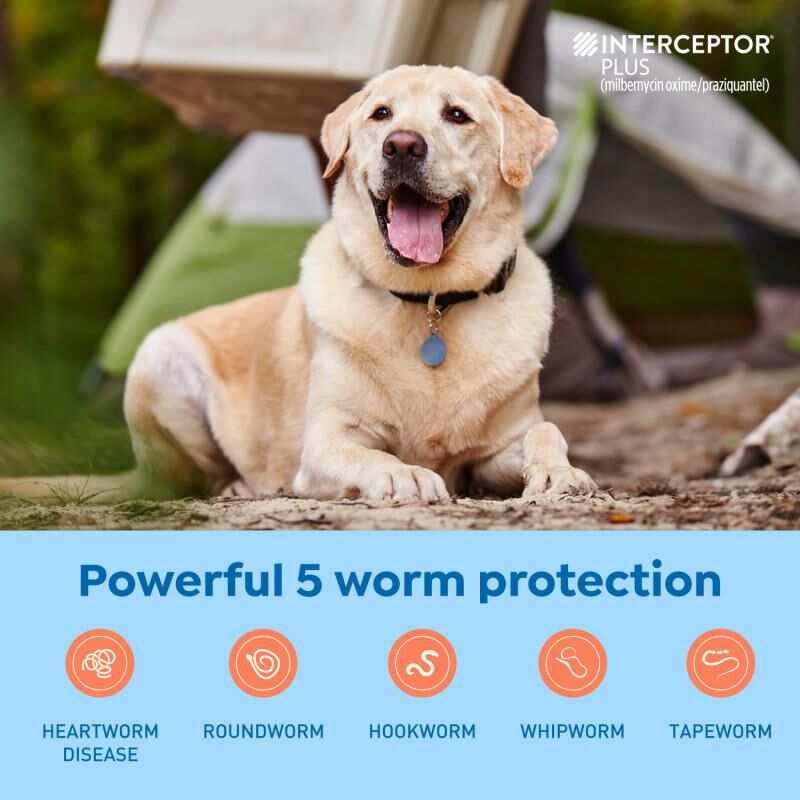 Interceptor Plus Chewable Tablets for Dogs 50.1-100 lbs Blue, 6 Month Supply