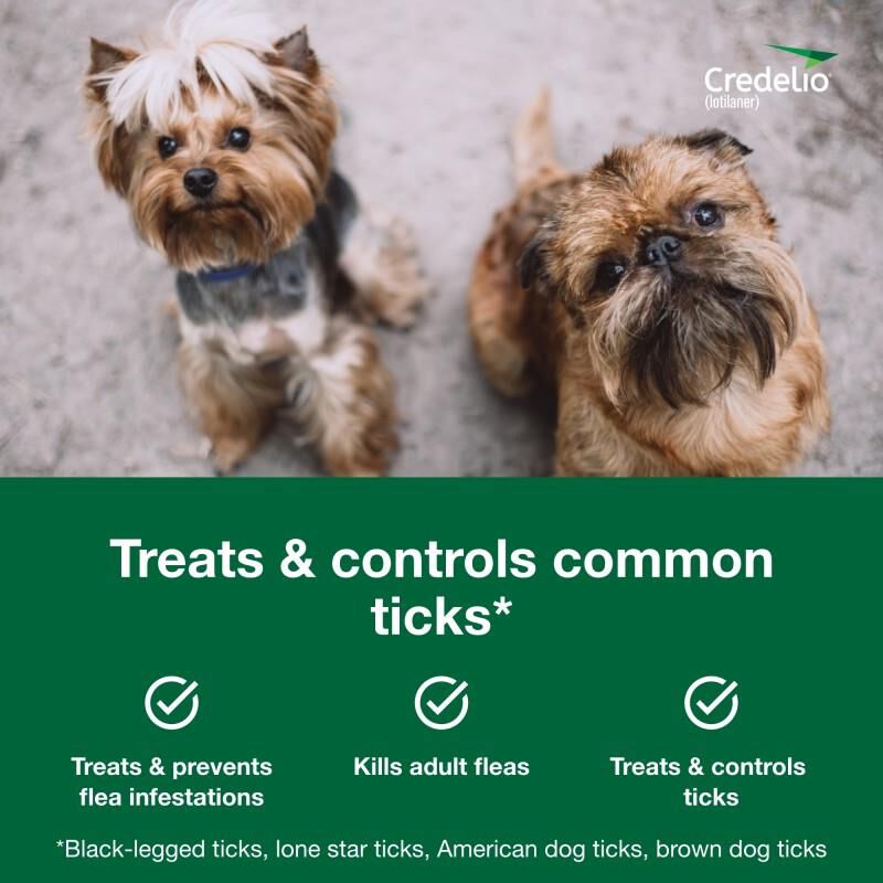 Credelio Flea Tick Chewable Pills for Dogs Puppies