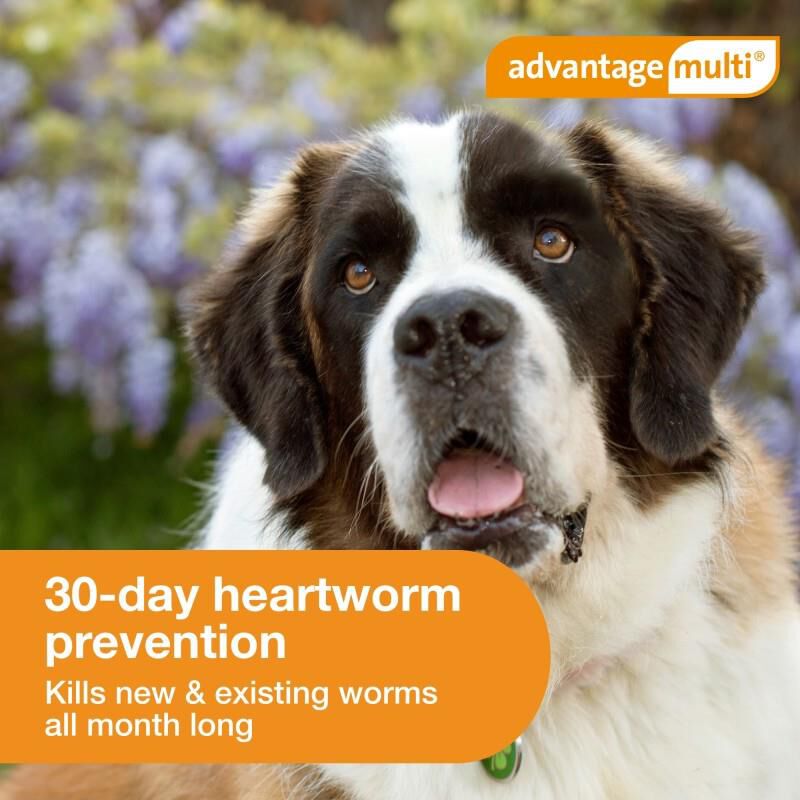 Advantage Multi Topical for Dogs 55.1-88 lbs Blue, 12 Month Supply