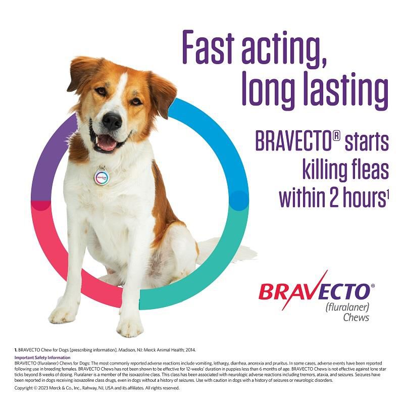 bravecto flea med