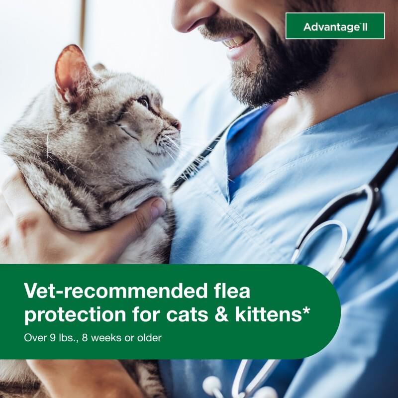 Advantage II Flea Prevention for Large Cats, 6 Monthly Treatments