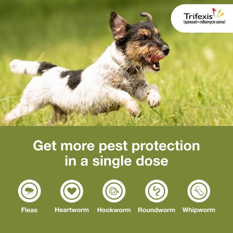 Trifexis Beef Flavored Flea Tick Chewables for Dogs