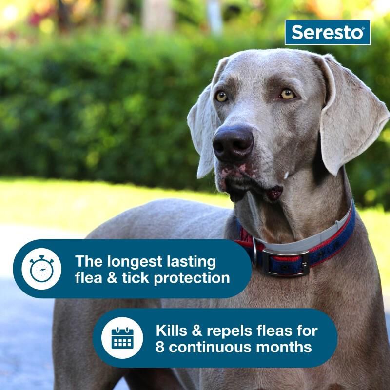 Seresto Flea and Tick Prevention Collar for Large Dogs, 8 month flea and tick prevention