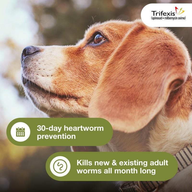 Trifexis Chewable Tablets for Dogs 10.1-20 lbs Orange, 3 Month Supply