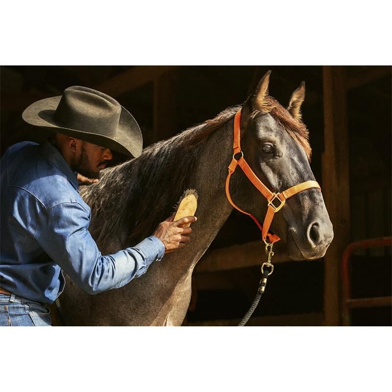 Zoetis Quest Equine Gel for Horses with Worms, 1 syringe, 0.04 ounces