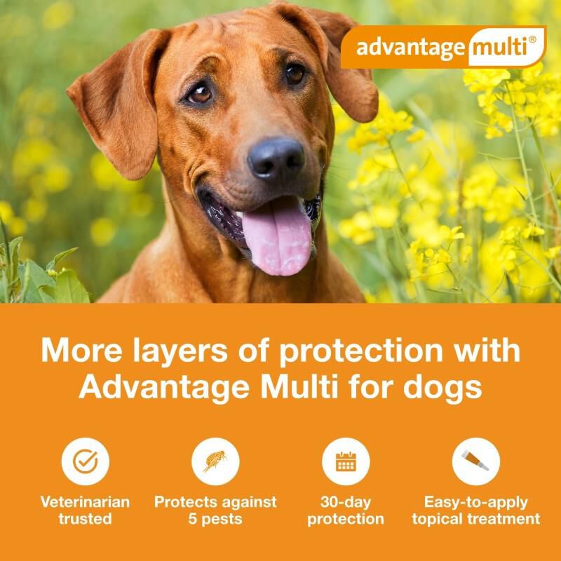 Advantage Multi Topical for Dogs 55.1-88 lbs Blue, 12 Month Supply
