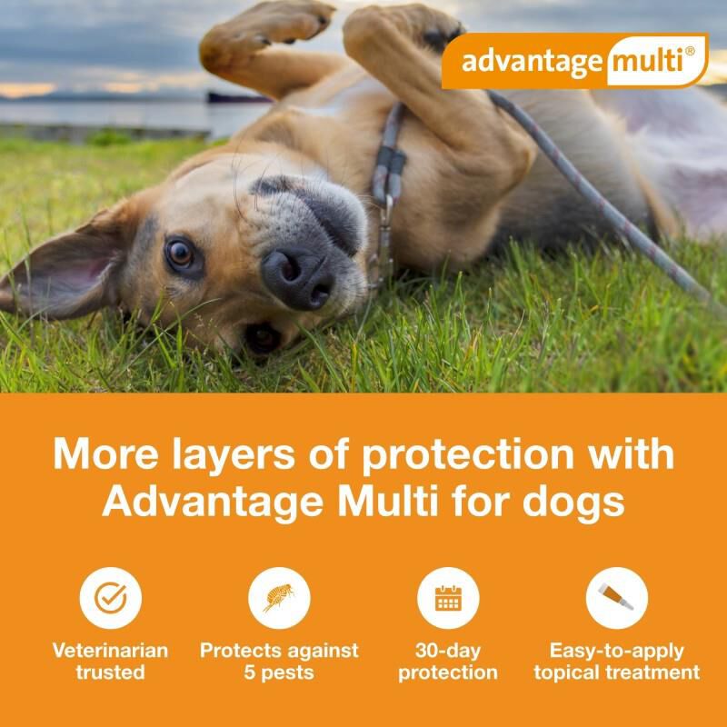 Advantage Multi for Dogs 20.1-55 lbs Red, 3 Month Supply