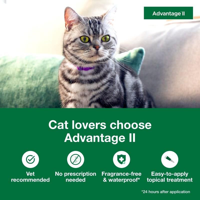 Advantage II Flea Treatment for Cats Kittens Allivet