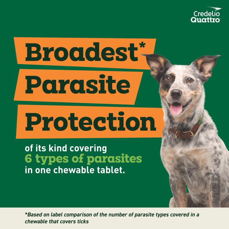 Credelio Quattro Flavored Chewable Tablet for Dogs & Puppies 25.1-50 lbs Green 1 Month Supply