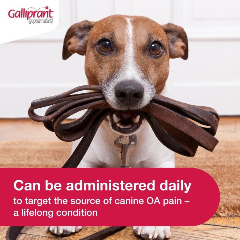 Galliprant Tablets for Dogs 20 mg, 90 Ct.