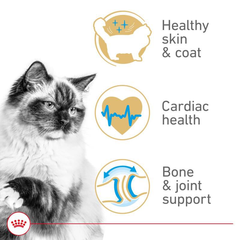 Royal Canin Feline Breed Nutrition Ragdoll Adult Dry Cat Food, 7 lb bag