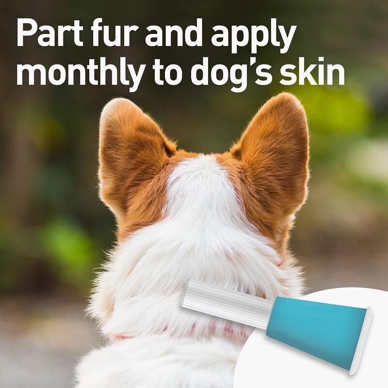 Bayer Advantage Multi flea for dogs Advantage Multi for puppies