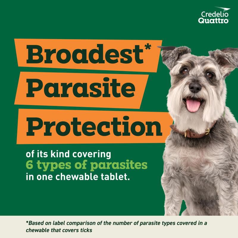 Credelio Quattro Flavored Chewable Tablet for Dogs & Puppies 12.1-25 lbs Orange 6 Month Supply