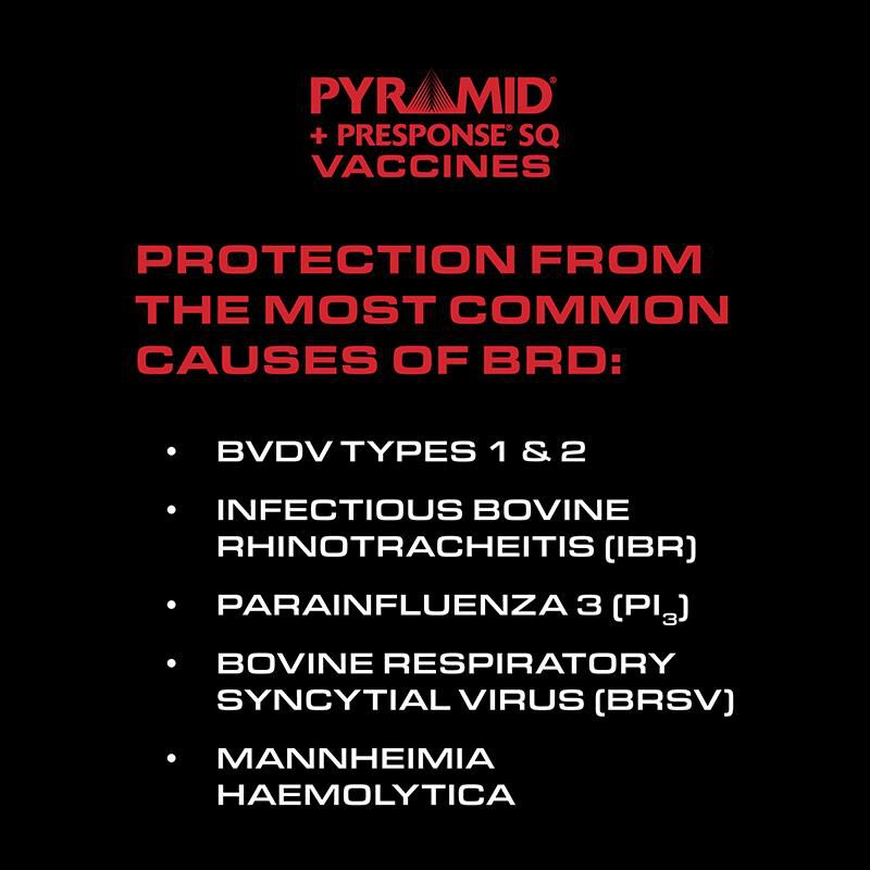 Pyramid 5 + Presponse SQ Cattle Vaccine