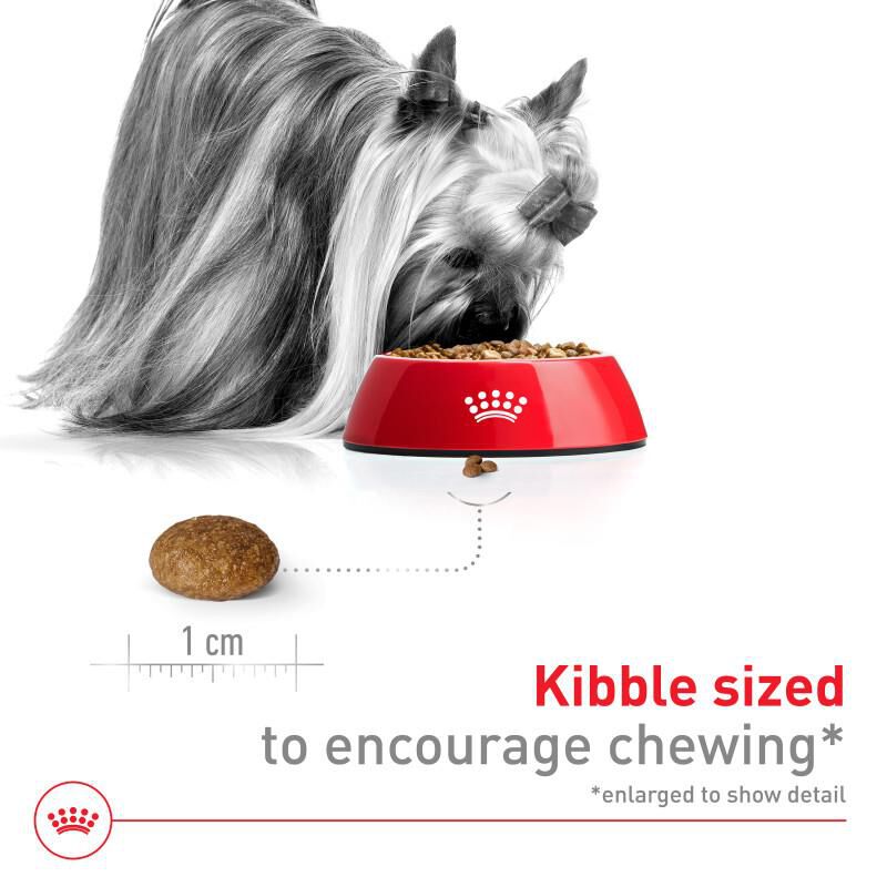 Royal Canin Size Health Nutrition X-Small Adult 8+ Dry Dog Food
