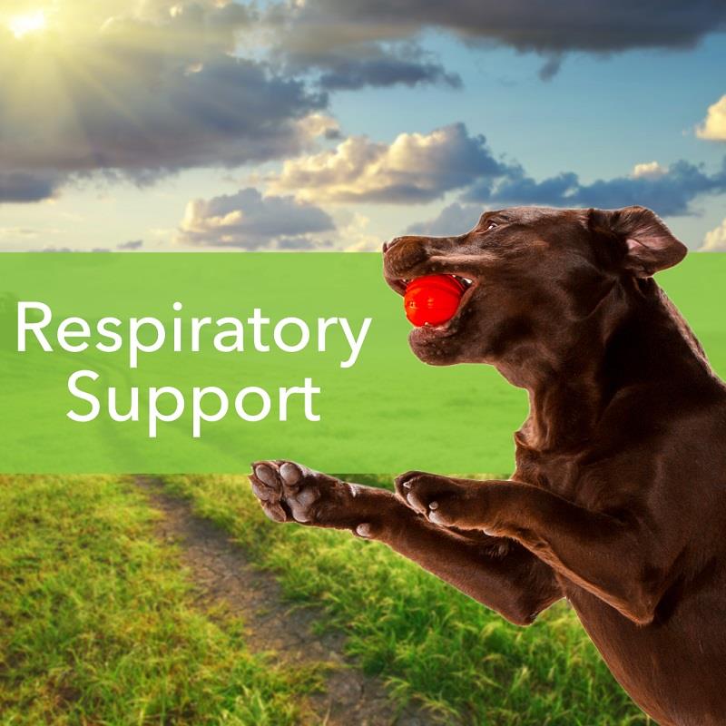 Pet Wellbeing Throat Gold for Dogs and Cats Allivet