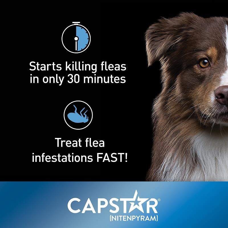 Buy Elanco Capstar Flea Tablets for Dogs & Cats Allivet