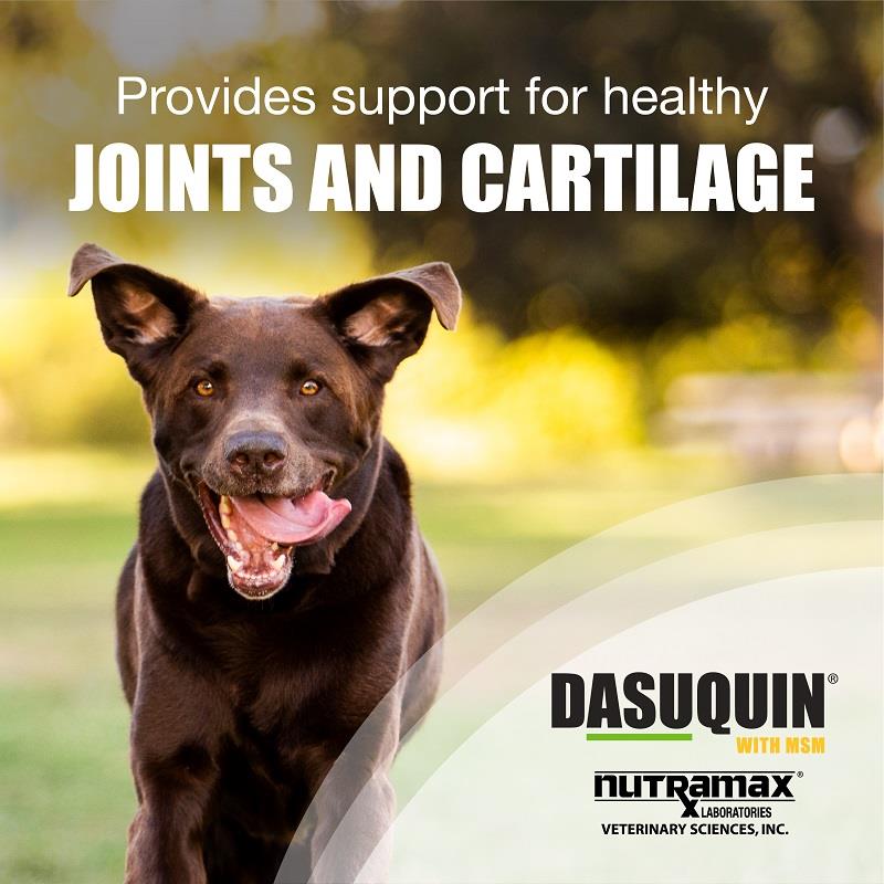 Dasuquin with MSM for Dogs Allivet