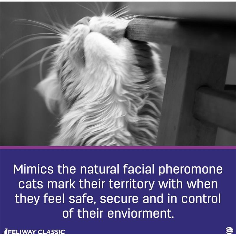 feliway pregnancy