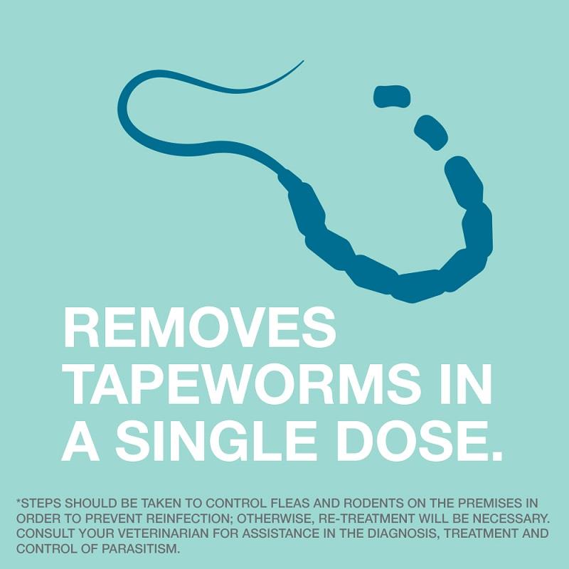 Tapeworm Cat Medicine at Joseph Ott blog