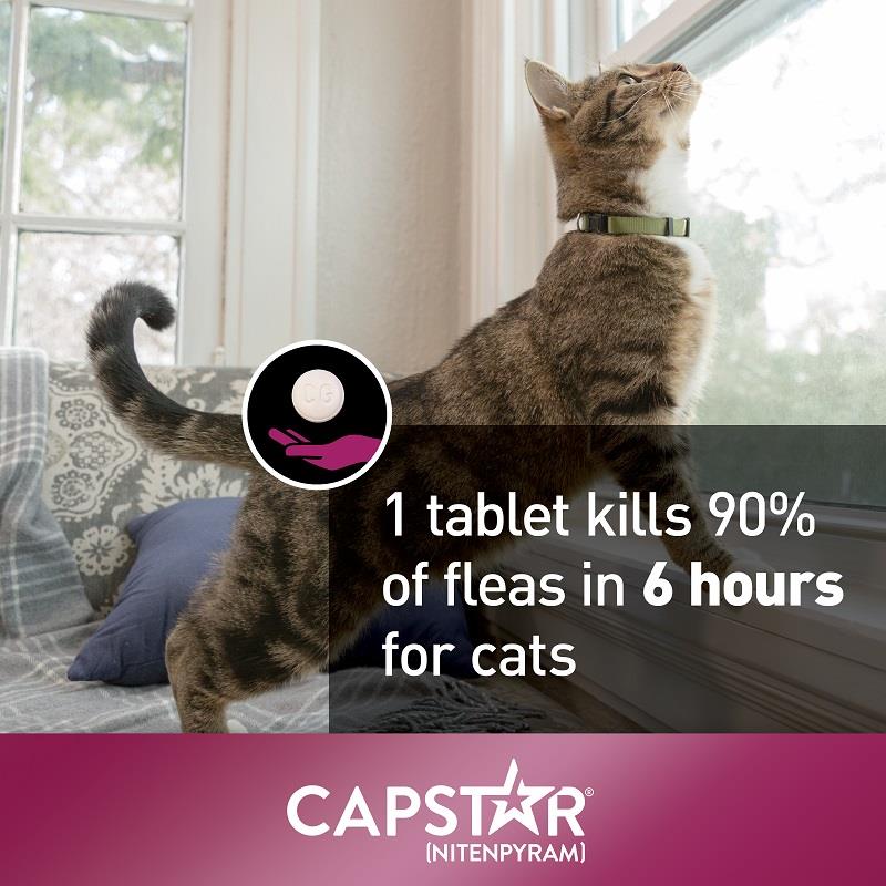 Buy Elanco Capstar Flea Tablets for Dogs & Cats Allivet