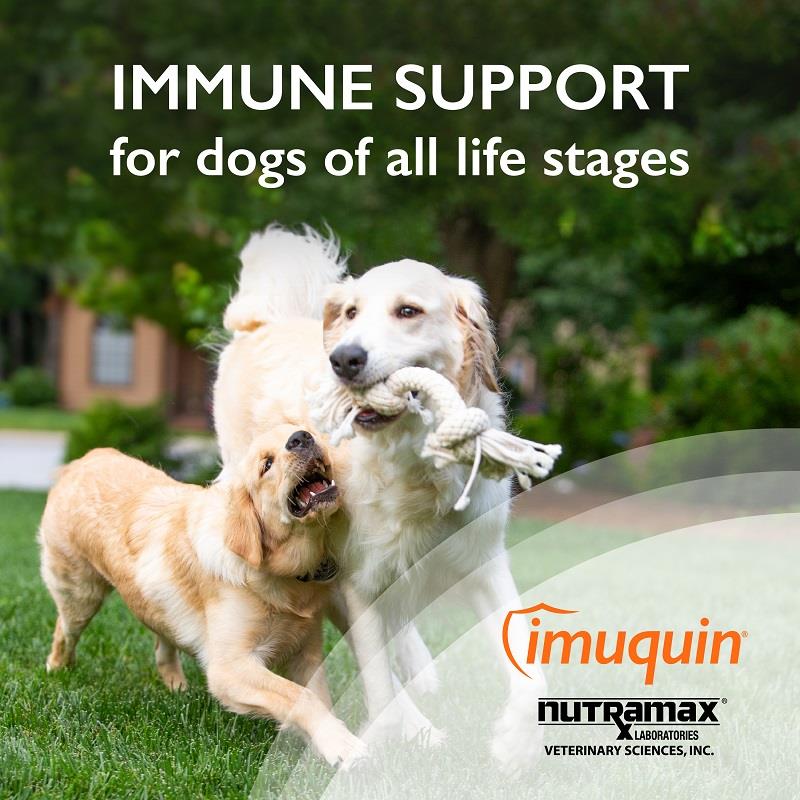 Imuquin Immune Health Supplement for Dogs and Puppies, 30 packets Allivet