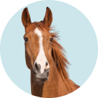 Horse Care