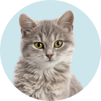 Cat Care