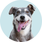 Dog Care