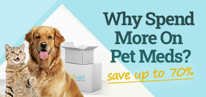 puppy vet schedule uk