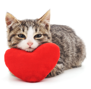 Cat with heart