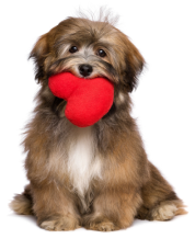 Dog with heart