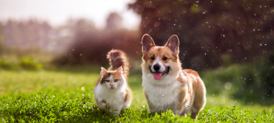 A dog and a cat sitting in a grassy field