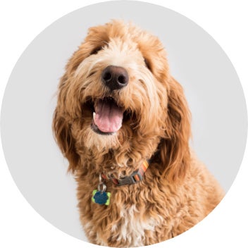 Shop by Category Dog
