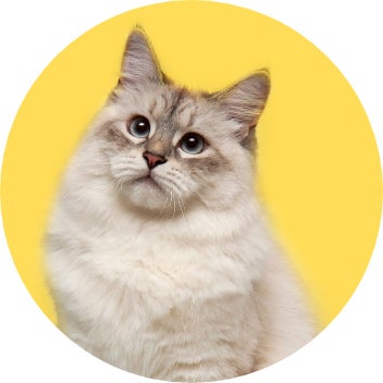 Shop by Category Cat